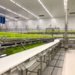 Optimized pork cutting room with overhead rail — BLASAU project for Noel (2021)